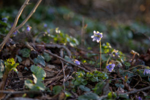 Liverwort, detail Liverwort, detail